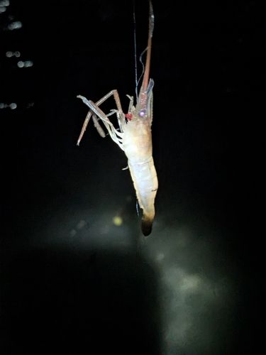 テナガエビの釣果