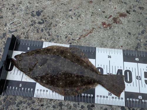 アコウの釣果