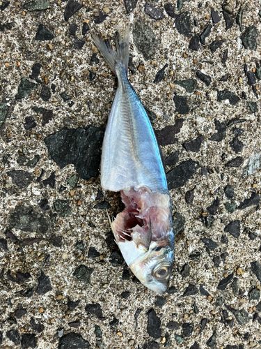釣果