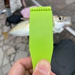 アジ