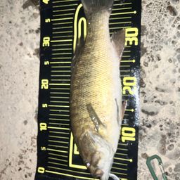 スモールマウスバス