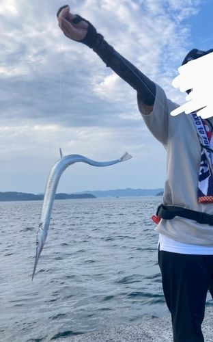 ダツの釣果