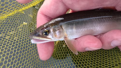 アユの釣果