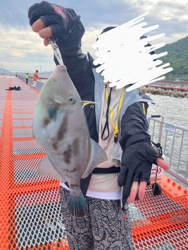 ウマヅラハギの釣果