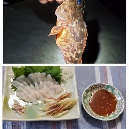 カサゴ