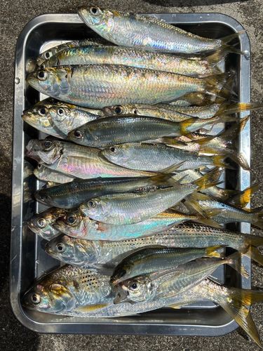カタボシイワシの釣果