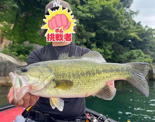 ブラックバスの釣果