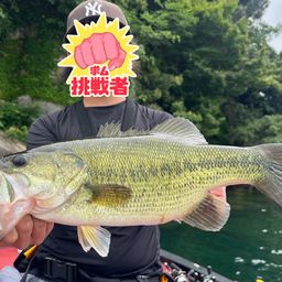 ブラックバス
