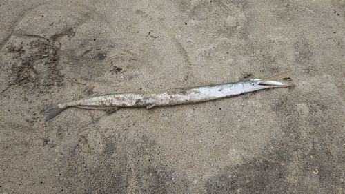 ダツの釣果