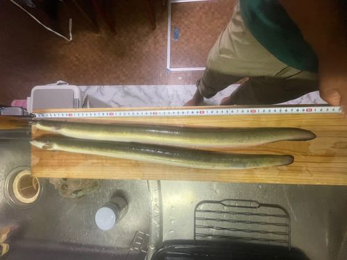 ニホンウナギの釣果