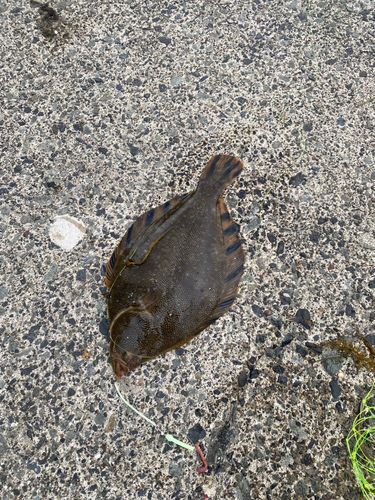 マツカワの釣果