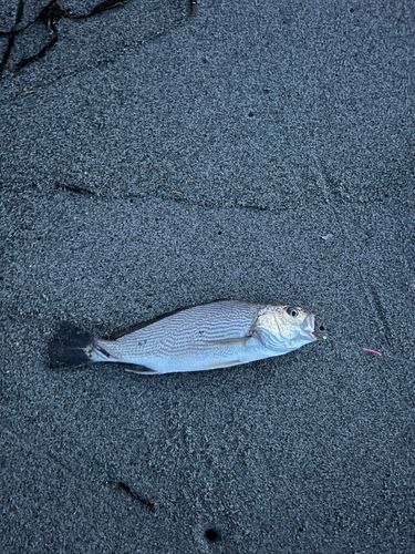 ニベの釣果