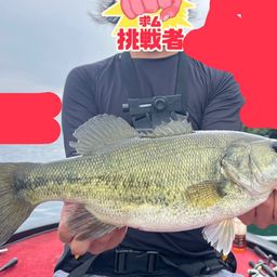 ブラックバス