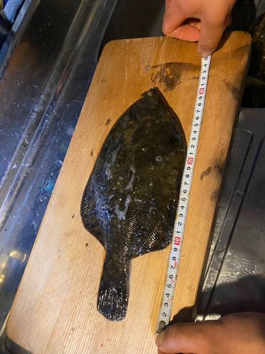 イシガレイの釣果