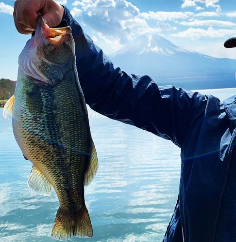 ラージマウスバスの釣果