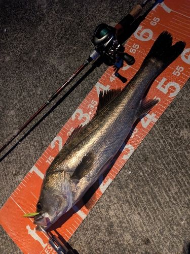 シーバスの釣果