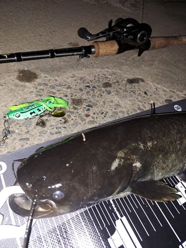 ナマズの釣果