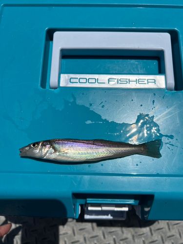 シロギスの釣果