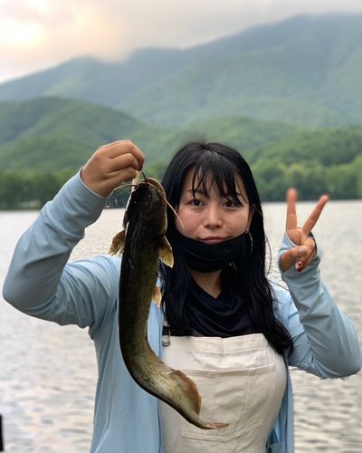 ナマズ