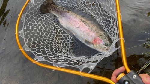 ニジマスの釣果