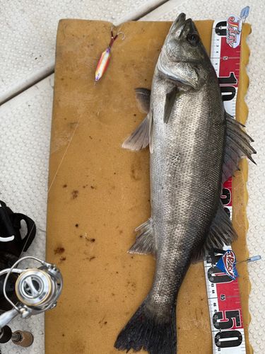セイゴ（マルスズキ）の釣果