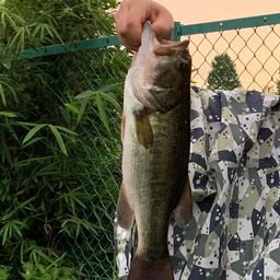 ラージマウスバス