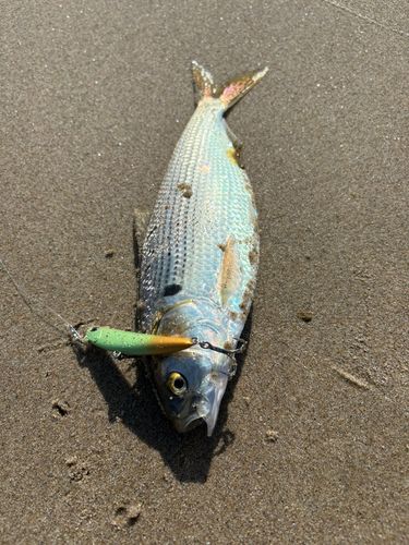コノシロの釣果