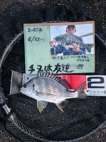 キチヌの釣果