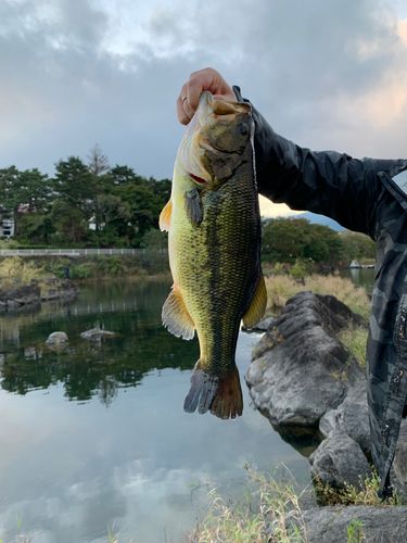 ラージマウスバスの釣果