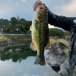 ラージマウスバス