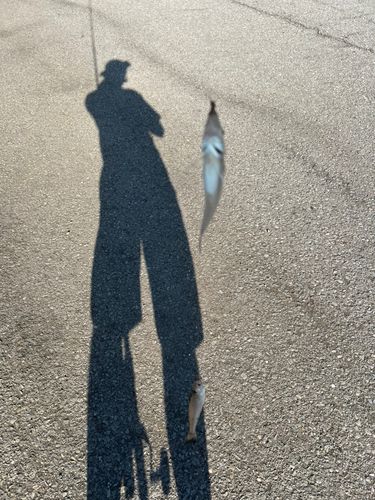 シロギスの釣果