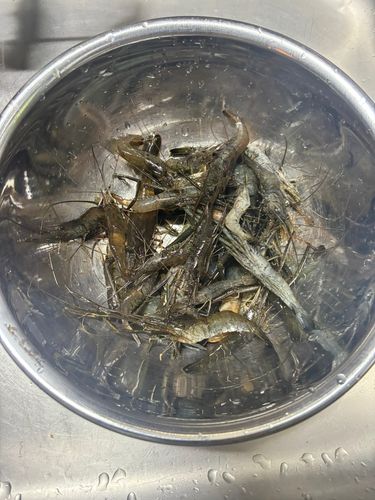 テナガエビの釣果