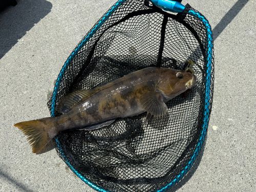 アイナメの釣果