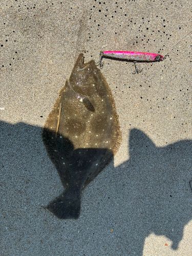 ヒラメの釣果