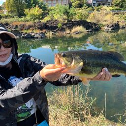 ラージマウスバス