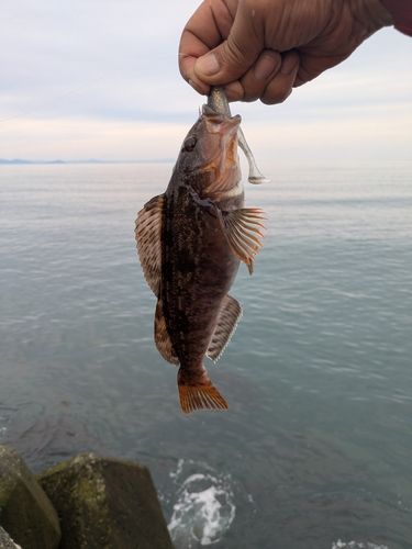 クロソイの釣果