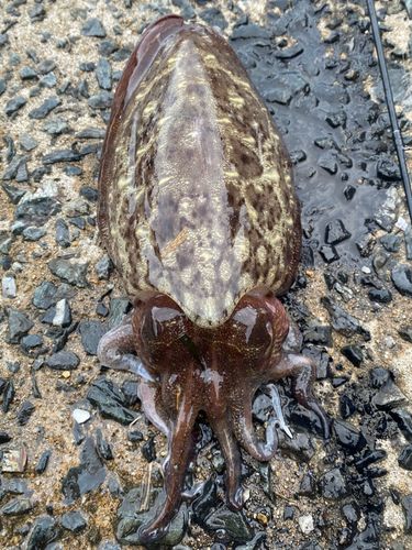 コウイカの釣果