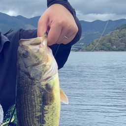 ラージマウスバス