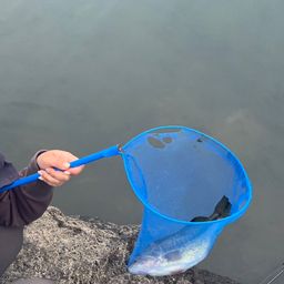 ラージマウスバス