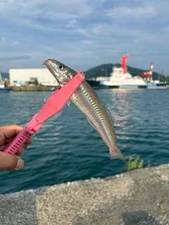 キスの釣果