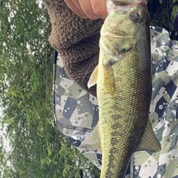 ラージマウスバス