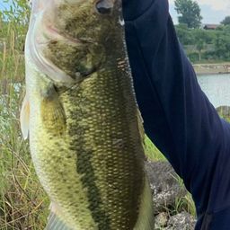 ラージマウスバス