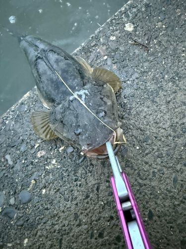 マゴチの釣果