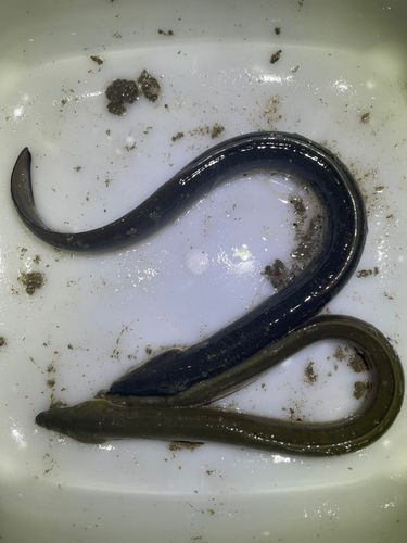 ウナギの釣果