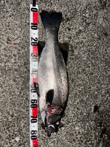 ヒラスズキの釣果