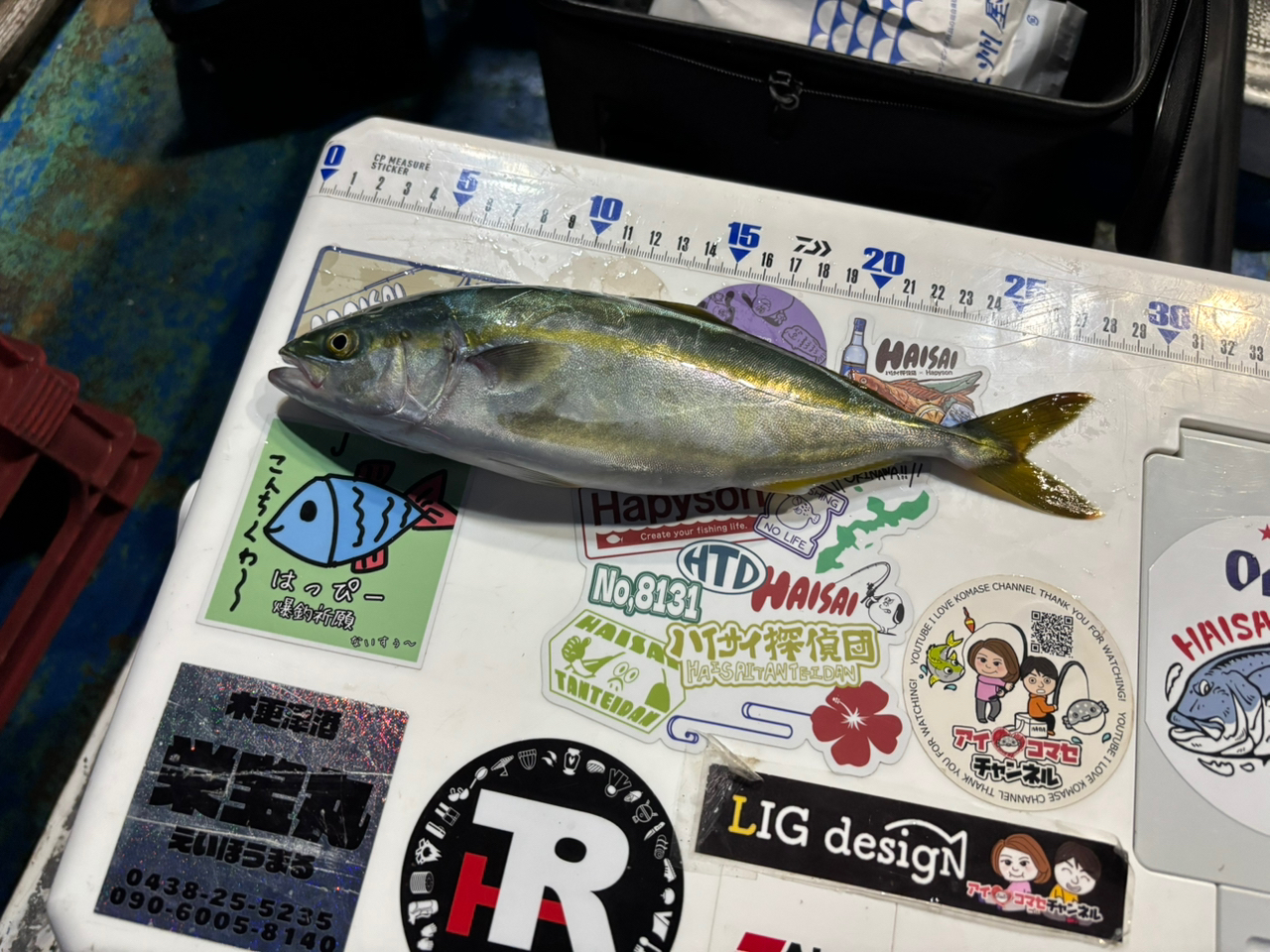 釣果情報【ちどり丸／ 戸田港】2025年6月速報 - アングラーズ