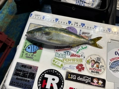 ワカシの釣果