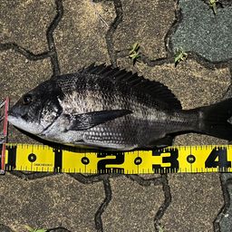 クロダイ
