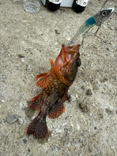 カサゴの釣果