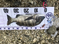 クロダイの釣果